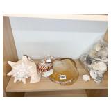 SHELLS SOME LARGE GREAT VARIETY