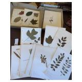 50 PAGES APPROX. OF ID OF LEAVES AND DRIED PLANT
