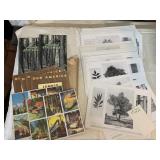 COPYWRITE 1901 TREE IDENTIFICATION, COCA COLA