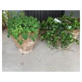 2 LIVE PLANTS IN COMP. PLANTERS