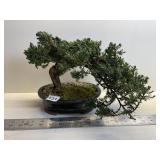 LIVE BONSAI TREE