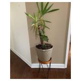 LIVE PLANT WOOD TOP STAND