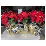 POINSETTIAS (3)