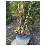 BLUE GRAY PLANTERS 13