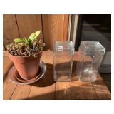 COVERED GLASS JARS AND PLANT