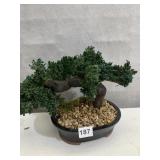 BONSAI TREE {LIFELIKE}