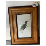 TROCHILUS MELLIVORUS PLATE # 30 - 10" X 7.5"