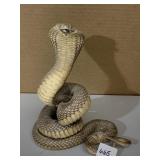 FAN COBRA TAXIDERMY REARED UP POSITION