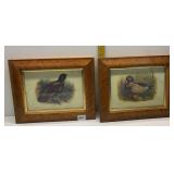 ANAS BOSCHASS MALLARD AND TETRAO UROGALLUS 10 X