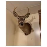 DEER MOUNT W/ RACK