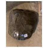 TURTLE SHELL EDINBORO LAKE 3168