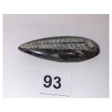 ORTHOCERAS ROCK STONE LAPIDARY SPECIMEN 3.5" X