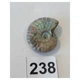 SILVER IRIDESCENT AMMONITE FOSSIL 1.5" X 1.25"
