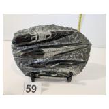 ORTHOCERAS FOSS W/ STAND 6.5" X 5"