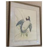BUFFLEHEAD 28" X 23" -