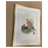 BEAUTIFUL COLORS - TINNUNCULUS ALAUDARIUS 27.5" X