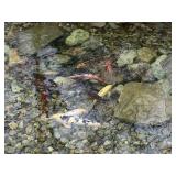 YOU PICK ANY 3 KOI FISH MUST BRING WATER & BUCKET