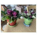 AFRICAN VIOLET W/ PLANTER AND LINER