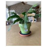 13" CHRISTMAS CACTUS GREEN GLAZED PLANTER