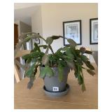 12" H X 16" W CHRISTMAS CACTUS IN GRAY PLANTER