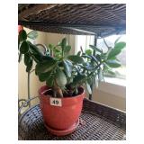 JADE PLANT 13" H X 17" W W/ GLAZED PLANTER