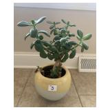 LIVE JADE PLANT 15" H IN PLANTER