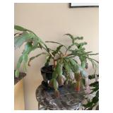 15" H X 22" W CHRISTMAS CACTUS GREEN GLAZED