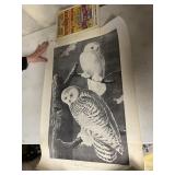 SNOWY OWL PRINT