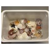 GROUP OF ASSORTED SEA SHELLS