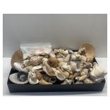 GROUP OF ASSORTED SEA SHELLS