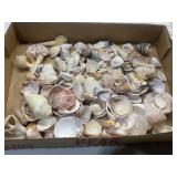 GROUP OF ASSORTED SEA SHELLS