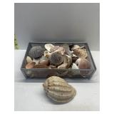 GROUP OF ASSORTED SEA SHELLS
