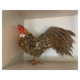 ROOSTER WITH FEATHER TALE 19IN HIGH