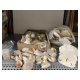 GREAT VARIETY OF SEASHELLS