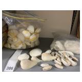 GREAT VARIETY OF SEASHELLS