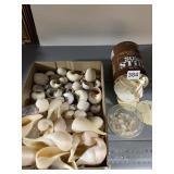 GREAT VARIETY OF SEASHELLS