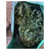 LIGHT UP HOLIDAY TREE