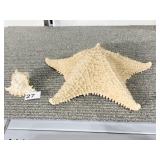 STARFISH 12" SEASHELL