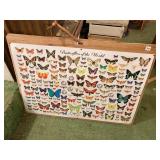 LAMINATED BUTTERFLIES OF THE WORLD POSTER MOUNTED