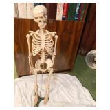 ANATOMY SKELETON 3FT TALL