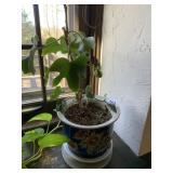 LIVE PLANT VERY HEALTHY IN PLANTER