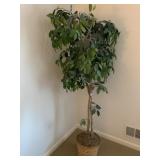 FAUX FICUS TREE 5FT TALL