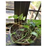 LIVE PLANT VERY HEALTHY