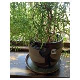 LIVE PLANT VERY HEALTHY