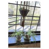 3 LIVE PLANTS WITH PLANTERS