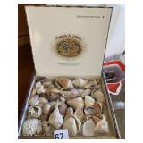 CIGAR BOX WITH SEASHELLS