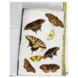 8 DRIED BUTTERFLIES, GLASS TOP BROKEN, ONE