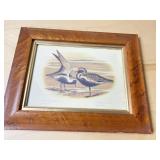 CHAADRIUS PLUVEALIS GOLDEN PLAYER FRAMED PRINT