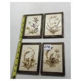 DRIED AND PRESSED FLOWERS/SEEDS ETC. IN FRAMES -