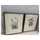 SUMMER RED BIRD, DRAWN FROM NATURE BY JJ AUTOBAHN